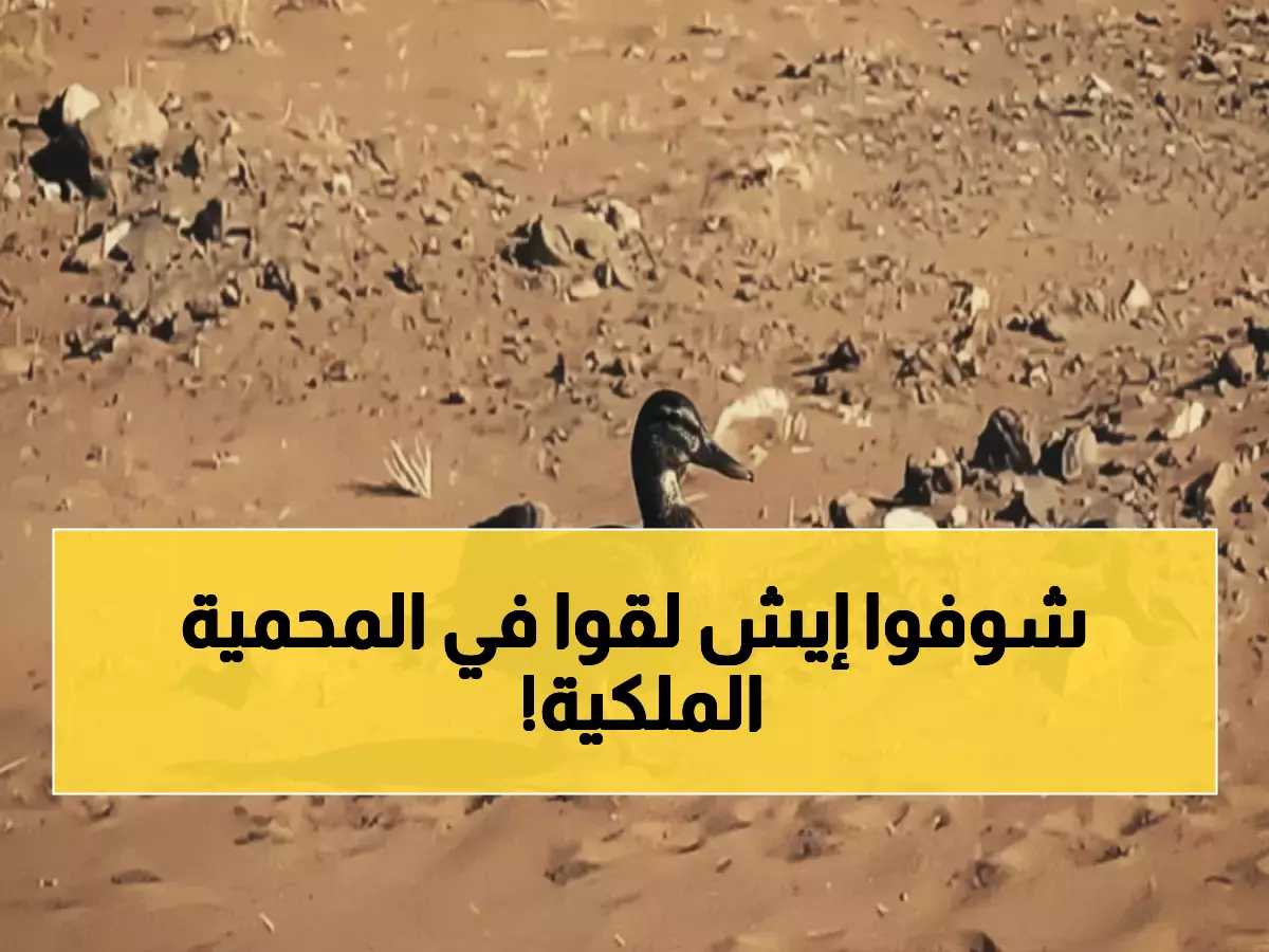 حصري: لحظات إنقاذ البطة المهاجرة في محمية الملك سلمان... قصة مؤثرة هزت المملكة!