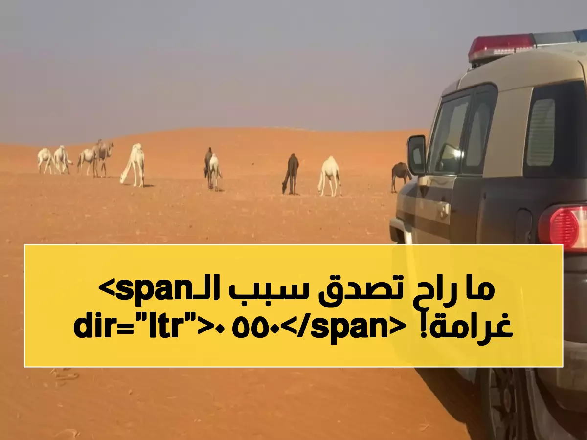 صادم: مواطن يدفع 5500 ريال غرامة بسبب 11 جمل… والسبب سيفاجئك!