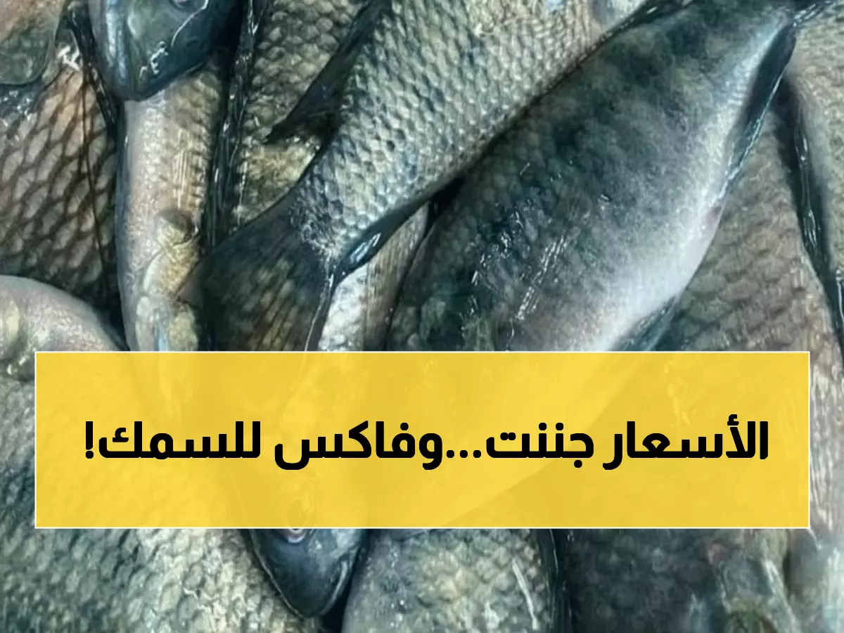 عاجل: صدمة أسعار السمك اليوم.. الجمبري يصل 1150 جنيه والبلطي يقفز لـ 275 جنيه!