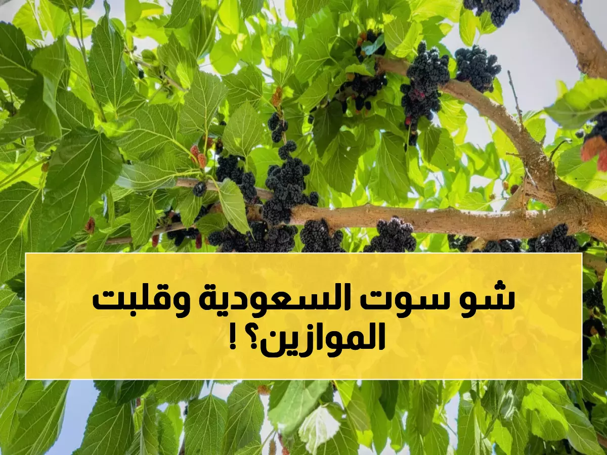 صادم: السعودية تسحق أوروبا في التوت الأسود بـ 5.3%... ثورة زراعية تقلب المعادلات!