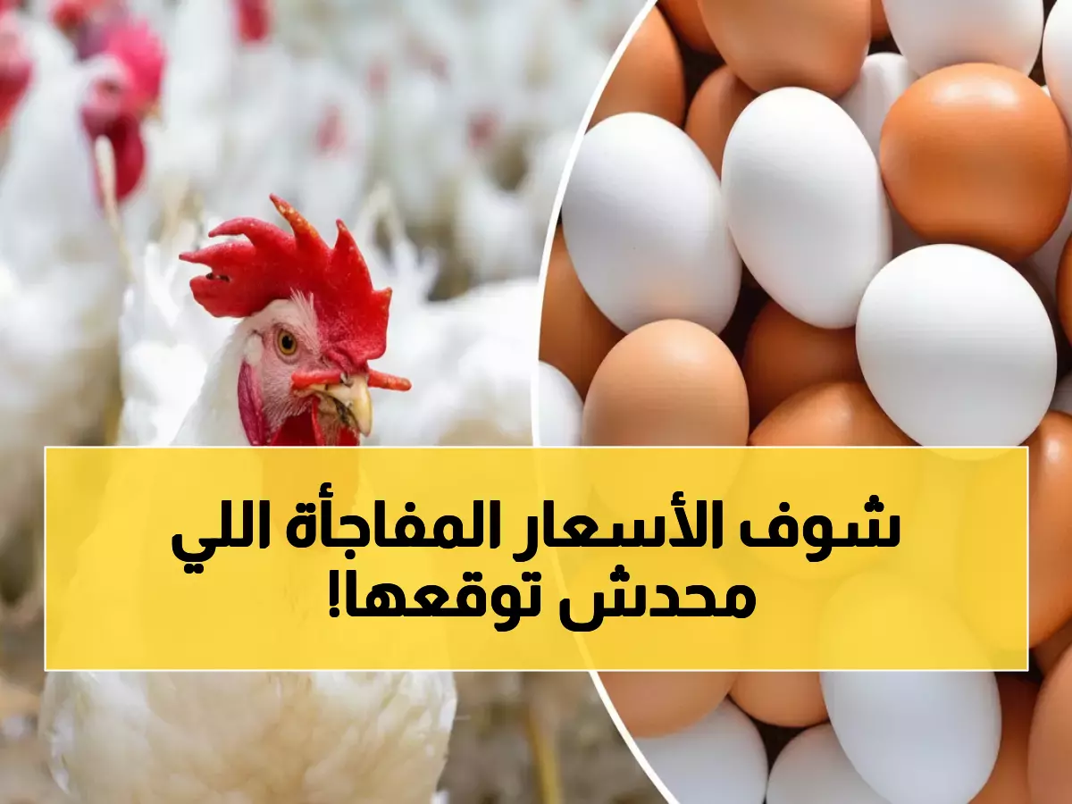 عاجل: أسعار الفراخ والبيض اليوم 27 نوفمبر - استقرار مفاجئ بعد أسابيع من الجنون!