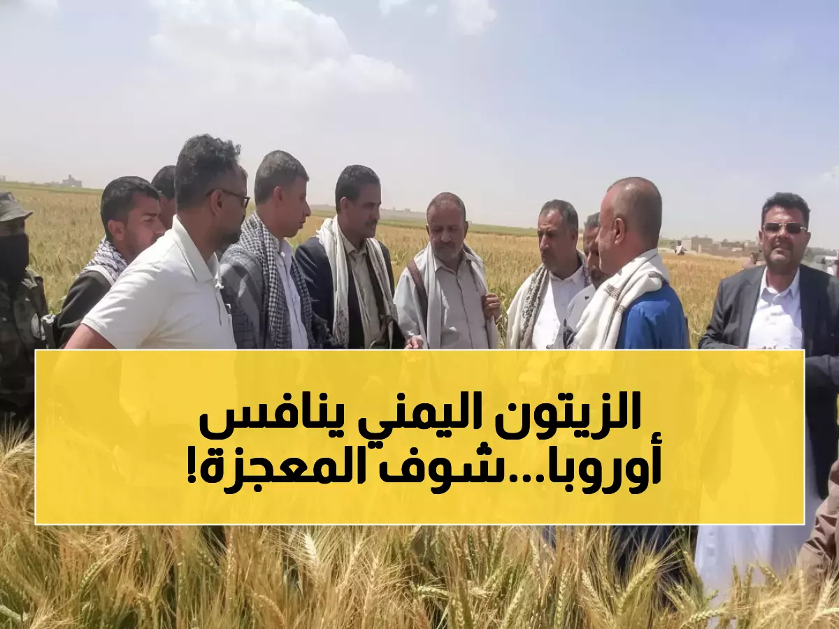 معجزة ريمة: نجاح 100% في زراعة الزيتون… هل تصبح اليمن منافساً لإيطاليا وإسبانيا؟