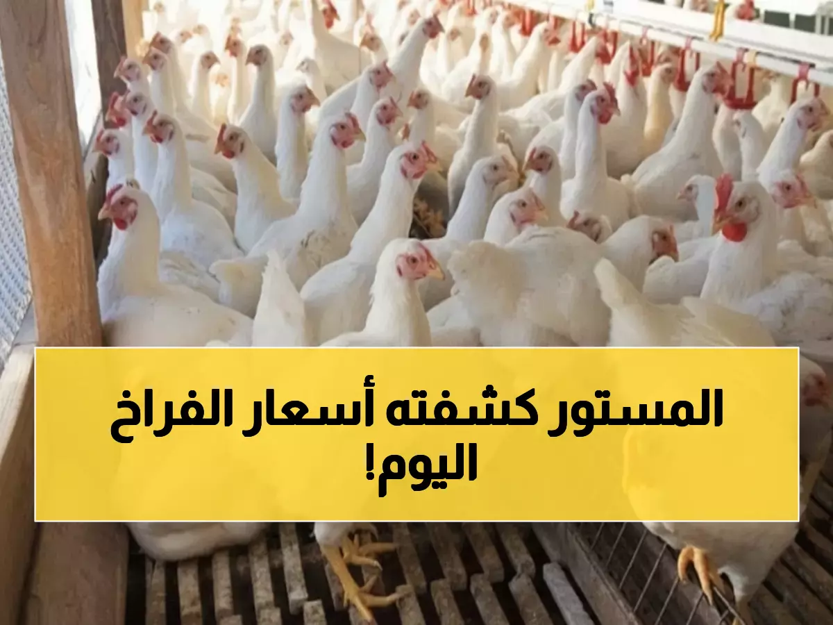 صادم: الفراخ البيضاء بـ70 جنيهاً والحمراء تقفز لـ83... تعرف على أسعار اليوم كاملة