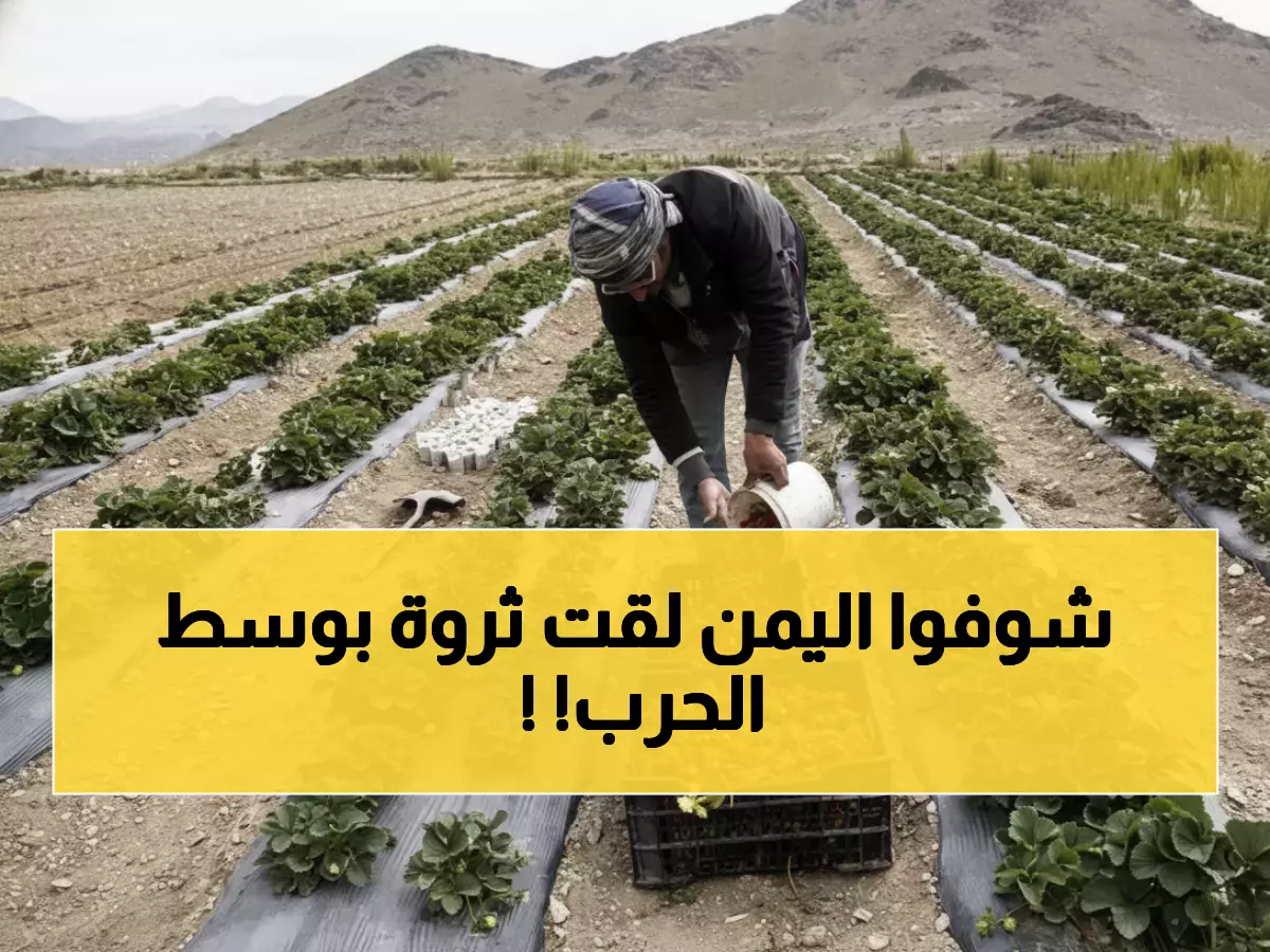 صادم: رغم الحرب... اليمن تكتشف كنزها الأخضر الذي يناسف العالم ويحقق أرباحاً خيالية!