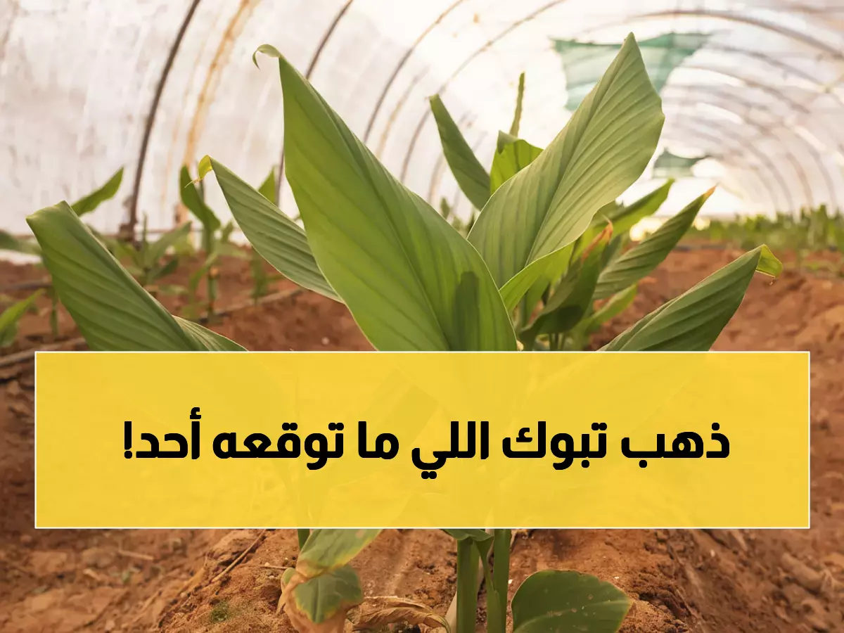 تبوك تصنع التاريخ: أول محصول كركم ذهبي في المنطقة يحقق نجاحاً استثنائياً خلال 8 أشهر!