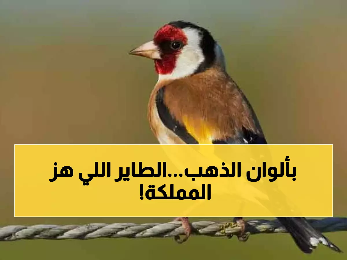 عاجل: طائر أسطوري بألوان ذهبية يظهر في السعودية لأول مرة منذ عقود... خبراء البيئة في حالة انبهار!