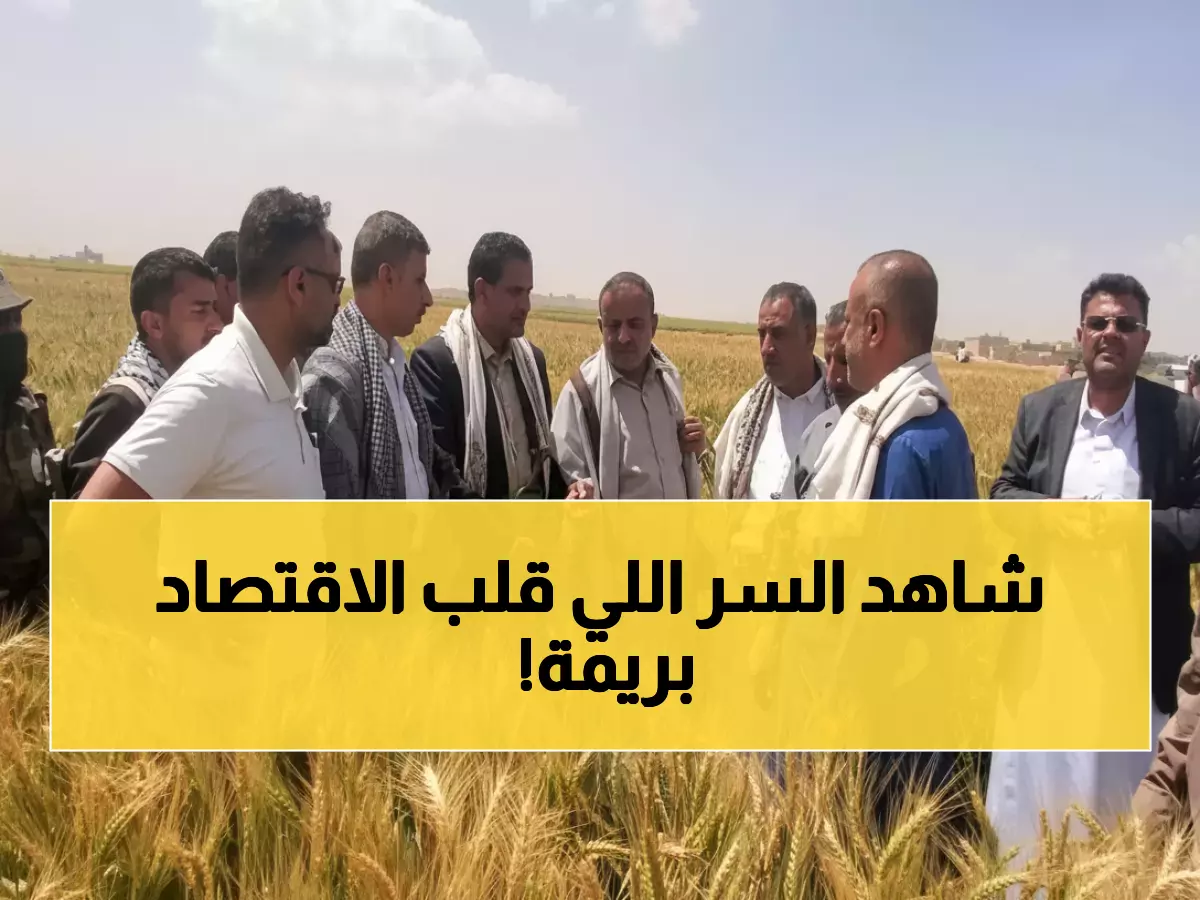 عاجل: اكتشاف صادم في ريمة… 100% نجاح في موسم واحد يقلب موازين الاقتصاد اليمني!