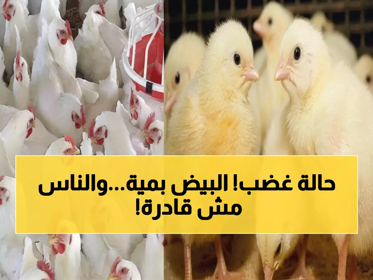 عاجل: البيض يكسر حاجز الـ100 جنيه والدواجن تشعل الأسعار اليوم... هل نواجه أزمة غذائية؟