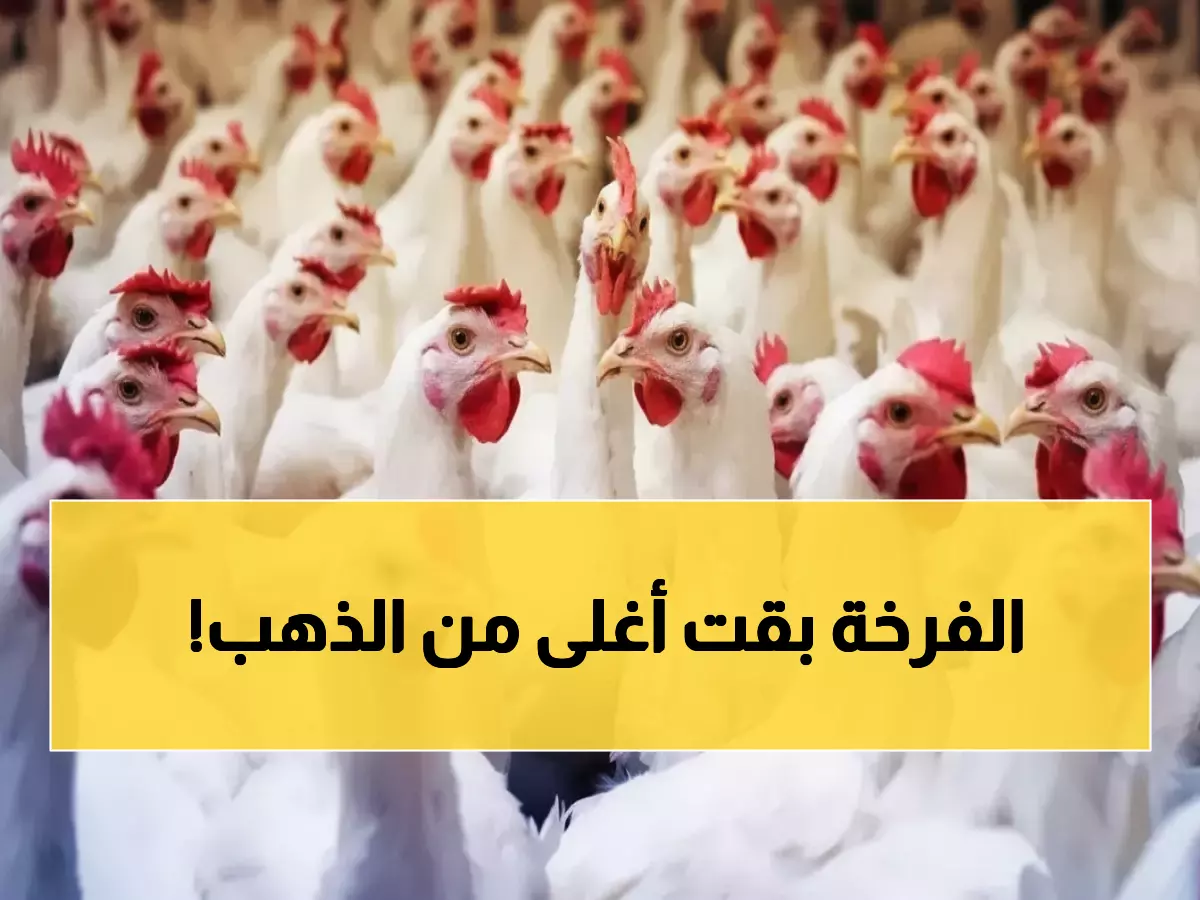 صادم: أسعار الدواجن تقفز لـ 101 جنيه والبانيه يحطم الأرقام القياسية بـ 210 جنيهات!