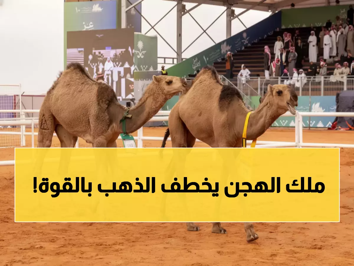 عاجل: نايف العتيبي يحقق لقب الذهب في مهرجان الإبل الأكبر بالمملكة - المنافسة كانت نارية!