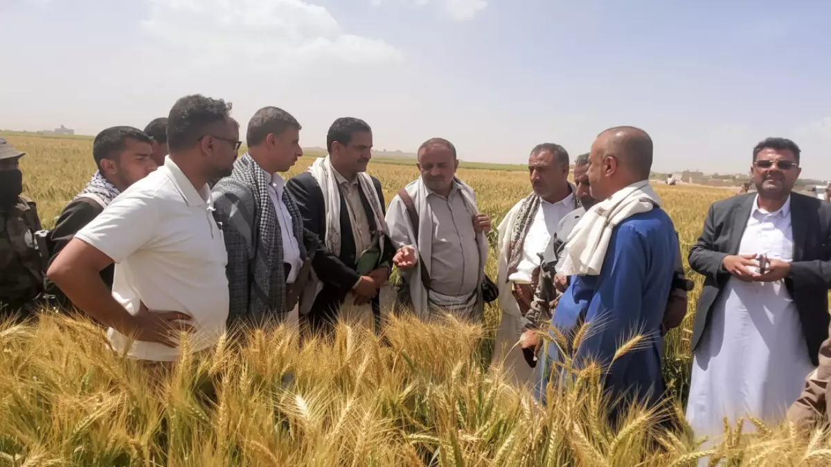 عاجل: أول مرة في التاريخ.. مزارعو ريمة يكتشفون ”الذهب الأخضر” - 100% نجاح صادم قد ينهي استيراد الزيتون!