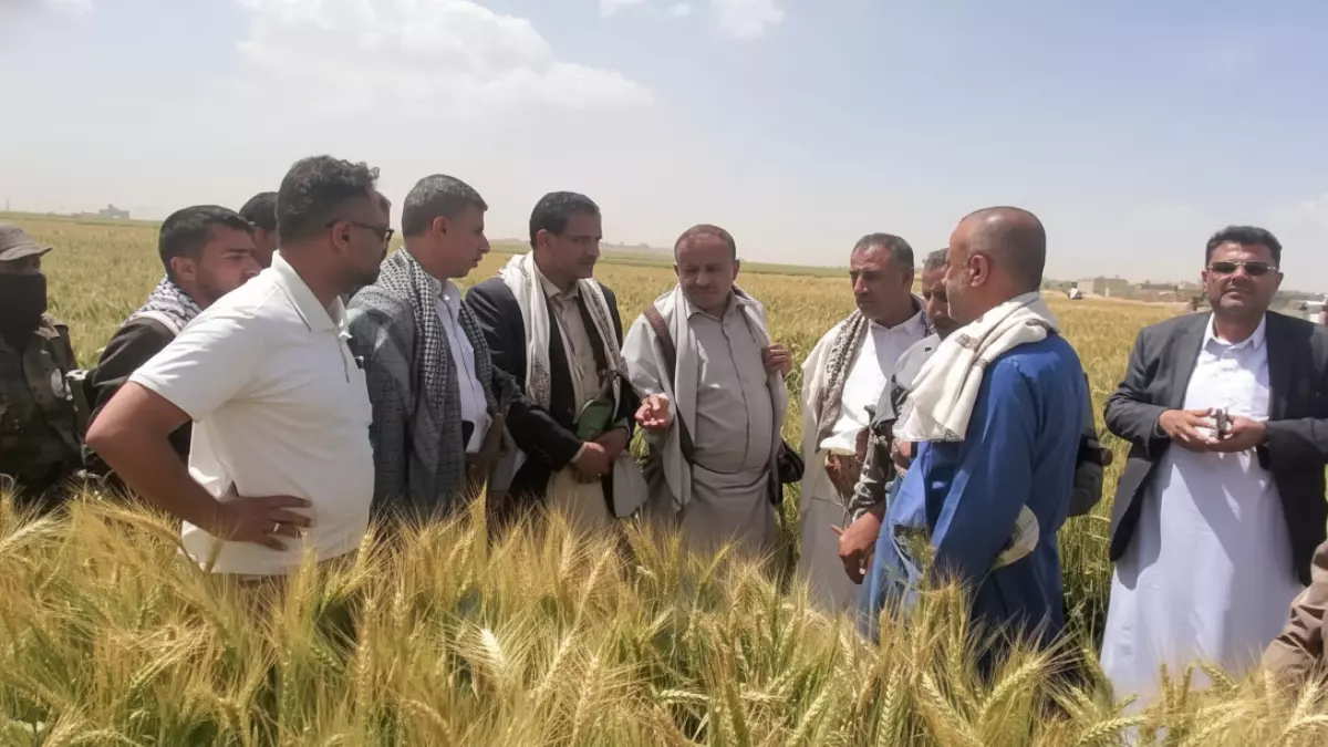 Olive Farming Success: 100% Yield in One Season