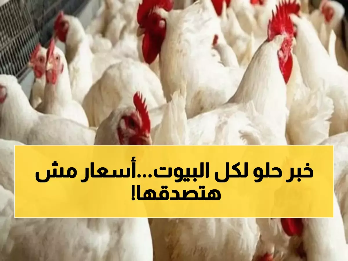 عاجل: انهيار تاريخي في أسعار الفراخ... كيلو الدواجن ينخفض 9 جنيهات والبانيه يفقد 20 جنيهاً!