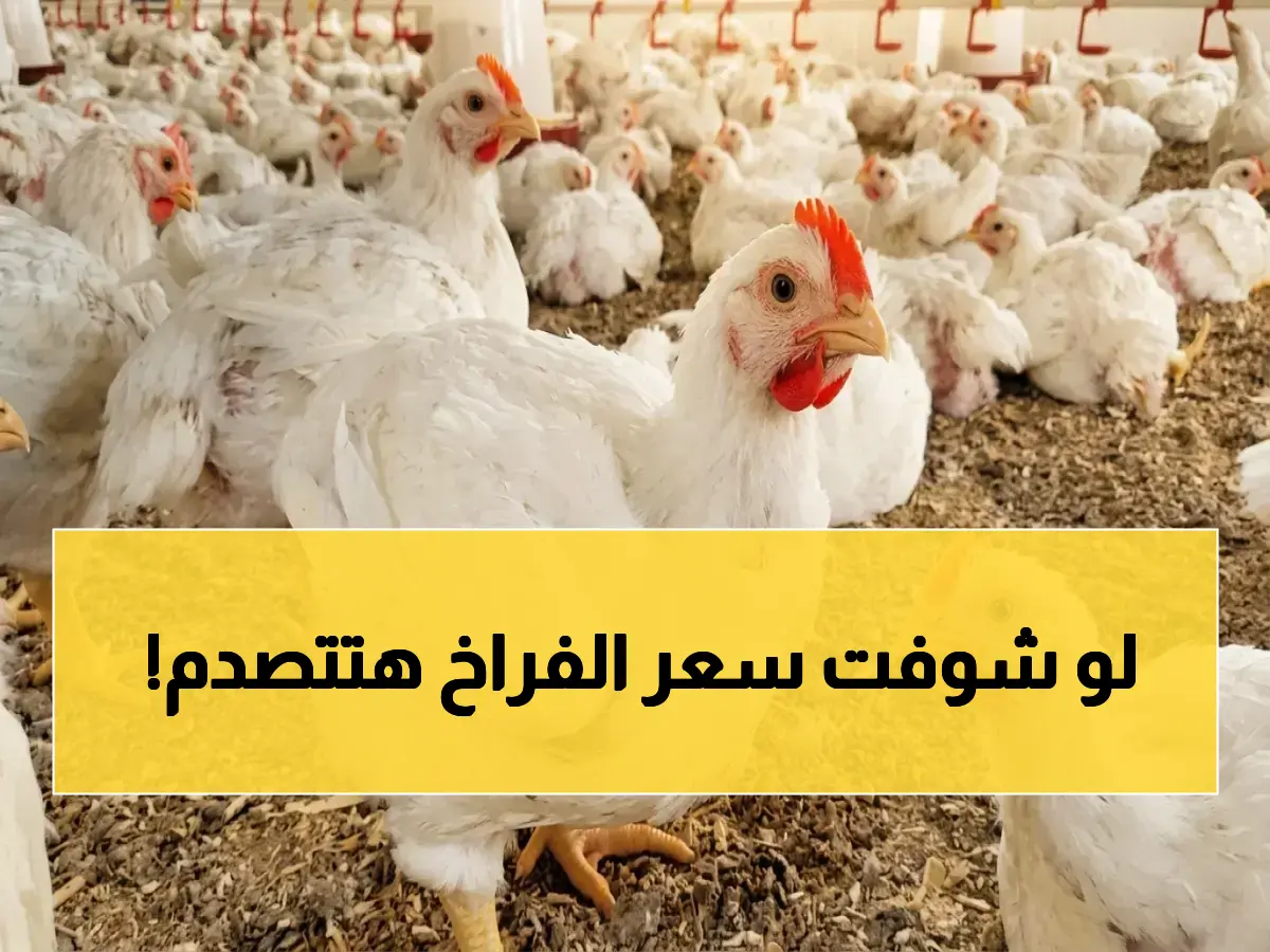أرقام صادمة لملايين المصريين: سعر الفراخ اليوم - استقرار نسبي لكن أسعار النقل تخلق تبايناً خطراً في محافظاتك!