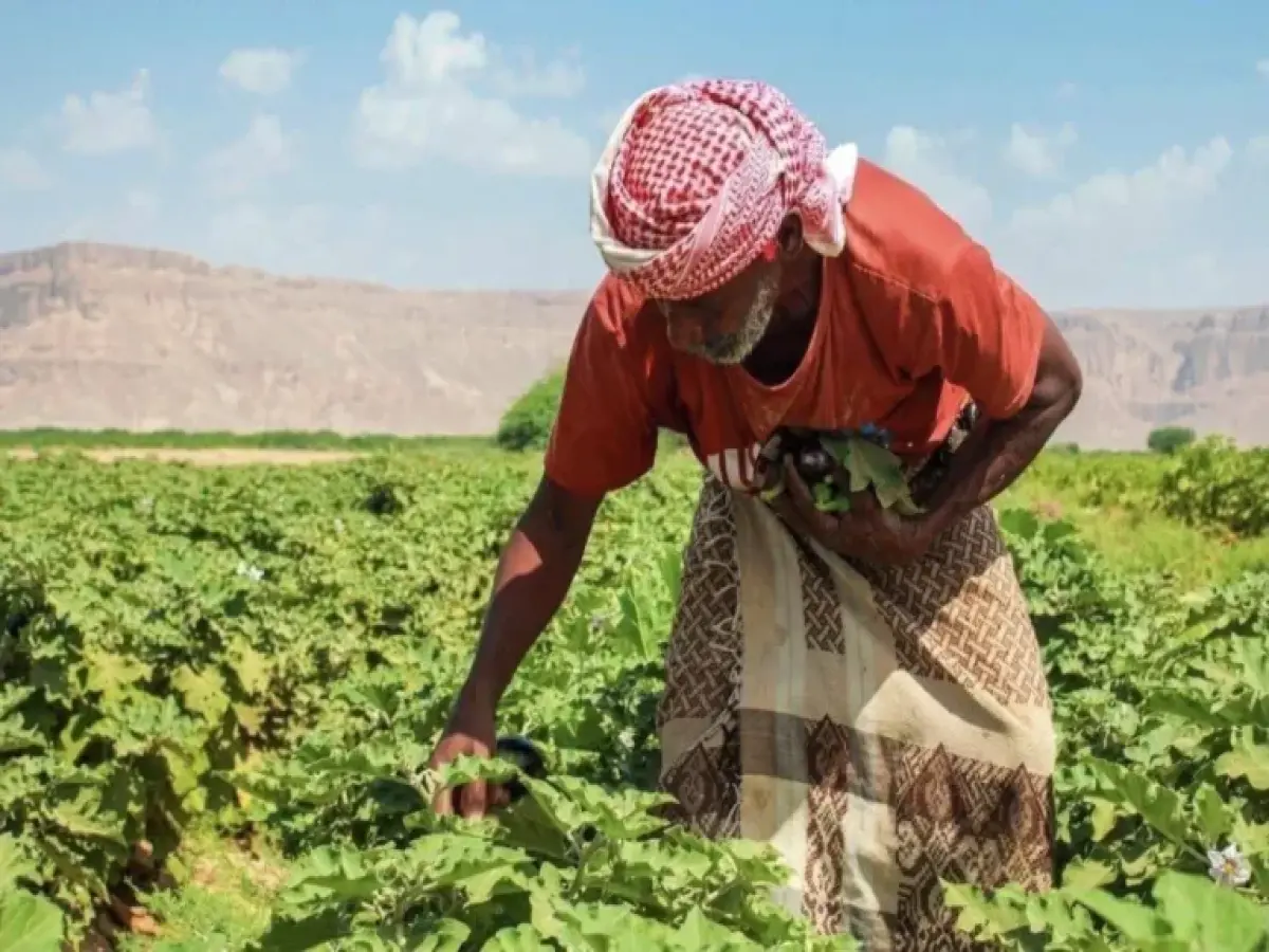 المجاعة تهدد اليمن: استقرار الريال الأرقامي يخفي جيوب الموت... 18.7 مليون على حافة الكارثة!