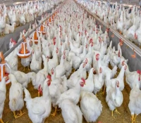 بدلاً عن المستورد.. اتفاقية لتسويق وتجميد 200 طن دجاج محلي في محافظة يمنية كبيرة!
