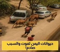 أزمة جديدة و"جادة" تدفع مربي المواشي في اليمن لحافة الإفلاس وتهدد الثروة الحيوانية بالانقراض !
