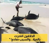 جزيرة سقطرى اليمنية تشهد اكبر ظاهرة انتحار جماعي لـ"الدلافين".. ومصادر تكشف عن أسباب صادمة؟