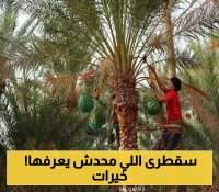 موسم الخريف ينطلق رسمياً في سقطرى... "كنوز التمور السقطرية النادرة" تتحدى العزلة وتؤمّن غذاء الأهالي لشهور!