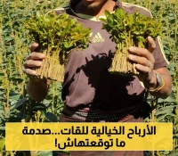 إثيوبيا واليمن تتصدران دول العالم في زراعة "القات": فارق جوهري "صادم" بين البلدين في حجم العائدات الاقتصادية منه !