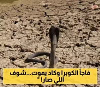 ظهور اخطر "كوبرا " سامة في اليمن وصياد مشهور ينجح في الامساك بها بعد مغامرة خطيرة كادت تقتله ! (شاهد)