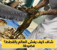 شاهد.. "محتال" يمني يقوم بتغطيس القطط في الحناء ثم يبيعها كـ"سُلالة سعودية نادرة عمرها 3000 عام" !! (صورة)