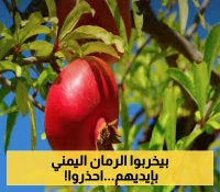 غلطة واحدة قد تنهي اسطورة الرمان اليمني وتؤدي الى تكدس المحصول..وزارة الزراعة تحذر المزارعين بشدة من هذه الغلطة!