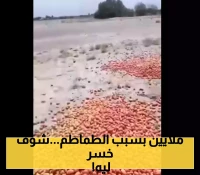 مُزارع في الحديدة يكشف عن امر كارثي يضرب منتجات "الطماطم اليمني" ويقوم برمي كل محصوله في الأرض !