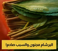 صدمة واسعة لـ"الموالعة": ارتفاع جنوني في أسعار "القات" بعدن يزعزع استقرار الأسواق المحلية.. و "المقاوته" يكشفون السبب؟