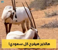 تعرّف على: ولادة مها عربي في محمية "عروق بني معارض"