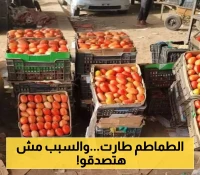 ارتفاع مرعب يربك المواطنين في اسعار الطماطم..والمواطنون يتساءلون: إلى أين؟
