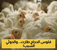 أزمة كارثية تضرب صنعاء: الأعلاف تهدد بموت قطاع الدواجن وارتفاع جنوني في الأسعار !