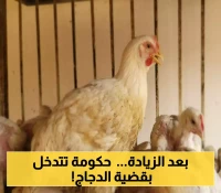 ارتفاع مفاجئ لأسعار الدجاج في عدن والمحافظات المحررة.. وأول تحرك حكومي حاسم !
