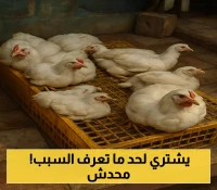 تواصل ارتفاع أسعار الدجاج في عدن رغم تراجع اسعار الصرف .. تعرف على السعر الحالي