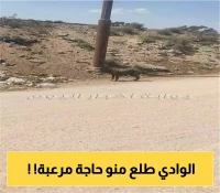 ظهور حيوان غامض في وادي فاطمة بمكة يشعل مواقع التواصل.. ما القصة؟