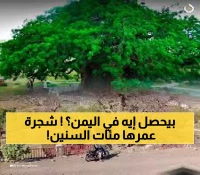 كارثة طبيعية.. سقوط جزء من أقدم شجر اليمن “شجرة الغريب”