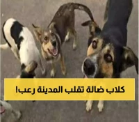 مدينة يمنية تحت رحمة كلاب الشوارع: ارتفاع عدد ضحايا هجمات الكلاب الضالة إلى 10 أشخاص  خلال أسبوع !