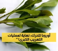 ضبط أكبر عملية تهريب لمادة "القات" بقيمة  1.5 مليون يورو في مطار أوروبي !