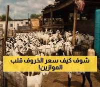 بالأرقام: كيف تغيرت أسعار المواشي واللحوم في عدن خلال 3 أيام وأين تكمن المفاجأة؟