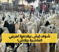 "غذاء مجاني للمواشي والدجاج": 7 مشاريع ومبادرات رسمية تنقذ مربي الدواجن والماشية في اليمن !