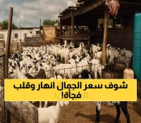 تقلبات غير مسبوقة في 72 ساعة: كيف انخفضت أسعار الإبل 40% ثم عادت للارتفاع في عدن؟