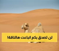 مفاجأة صادمة في بريدة السعودية: ناقة تُباع بسعر فلكي لا يتوقعة عقل… السر الذي كشفه المشتري يقلب الموازين!!