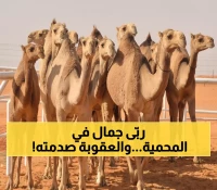 عاجل: ضبط مواطن برعي 5 متون إبل داخل محمية الملك عبدالعزيز - غرامة صادمة 2500 ريال!
