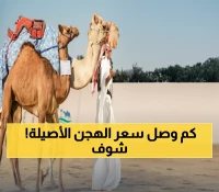 عاجل: أول مزاد للهجن الأصيلة في السعودية 2025 - سلالات نادرة بملايين الريالات!