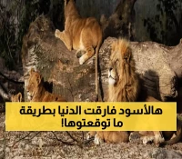 صادم: وزير الزراعة يفجر مفاجأة مدوية - 13 أسداً أُعدموا رحيماً بسبب مرض مجهول!