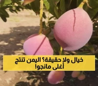 يصل سعرها عالميا إلى 1000 دولار للكيلو: مزارعون يمنيون يحتفلون بنجاح زراعة فاكهة المانجو النادرة "بيض الشمس" في تهامة!