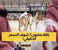 صادم: ناقة واحدة تُباع بـ 200 ألف ريال… مزاد الهجن السعودي يحقق أرقاماً خيالية!