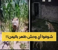 السكان يبلغون عن ظهور حيوان مفترس في هذه المحافظة اليمنية وتحذيرات مهمة بعدم الاقتراب !! (صورة)