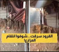 سعودي يصنع بطريقة جنونية مصيدة للقرود بعد تخريبهم لمحاصيله.. لن تصدق كم عدد القرود الغبية التي اصطادها في يوم واحد! (فيديو)