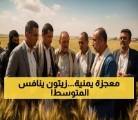 اليمن تنافس دول البحر المتوسط: مزارعون يحققون نجاحاً كاملاً في زراعة الزيتون بموسم واحد